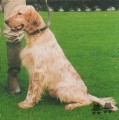 Setter Anglais LAZZI DE MALAUSE Setter Anglais LAZZI DE MALAUSE